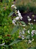 Althaea officinalis. Верхушка побега с соцветиями. Челябинск, Ботанический сад ЧелГУ, в культуре. 01.08.2019.