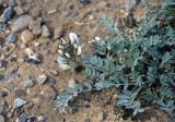 Astragalus dilutus. Верхушка побега с соцветием. Алтай, Кош-Агачский р-н, долина р. Чаган-Узун, ≈ 1700 м н.у.м., горная полупустыня. 12.06.2019.