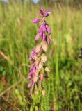 Polygala comosa