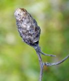 Centaurea подвид substituta