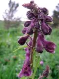 Aconitum leucostomum