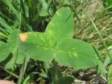 Trifolium canescens. Лист, поражённый вирусом и грибом. Кабардино-Балкария, Эльбрусский р-н, долина р. Ирикчат, ок. 2600 м н.у.м., субальпийский луг. 07.07.2020.