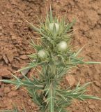 Cirsium turkestanicum. Верхушка веточки с развивающимися соцветиями. Узбекистан, Ташкентская обл., южный склон Чаткальского хребта, бассейн р. Ахангаран, окр. г. Янгиабад, водораздел рек Дукентсай и Каттасай, глинистый склон со стороны р. Каттасай. 15.07.2021.