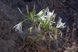 Pancratium maritimum