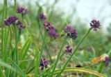 Allium spirale