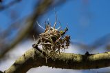 род Tillandsia