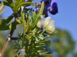 Aconitum macrorhynchum. Часть веточки с бутонами. Приморский край, Шкотовский р-н, окр. с. Новонежино, заболоченный берег ручья. 18.09.2021.