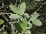 Salix caprea