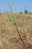 Knautia arvensis