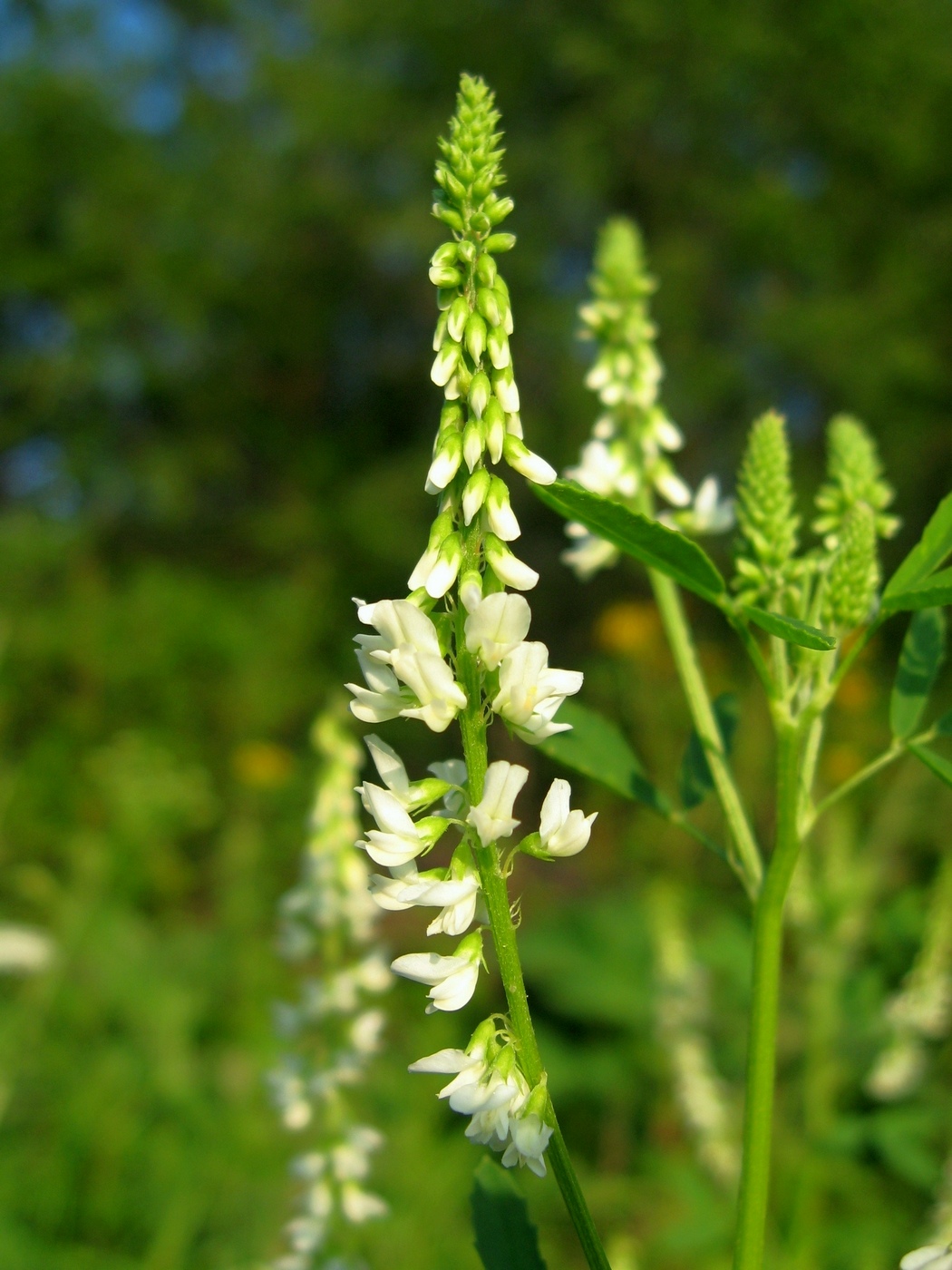 Изображение особи Melilotus albus.