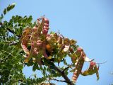 Caesalpinia spinosa