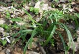 Galanthus caspius