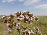 Origanum vulgare