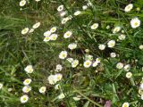 Erigeron annuus. Верхушки растений с соцветиями. Приморье, окр. Артёма, Владивостокский аэропорт \"Кневичи\". 24.08.2009.