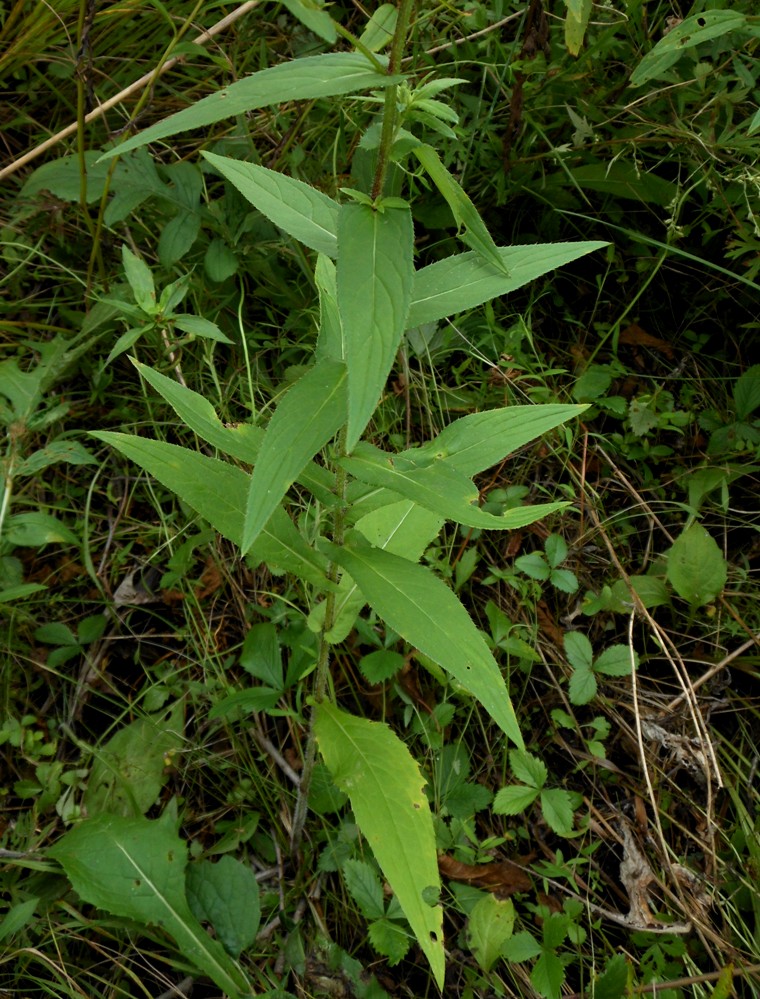 Изображение особи Cirsium coryletorum.