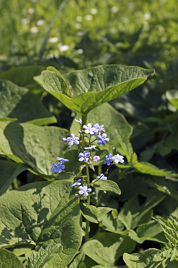 Изображение особи Brunnera sibirica.