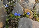 Gentiana prostrata