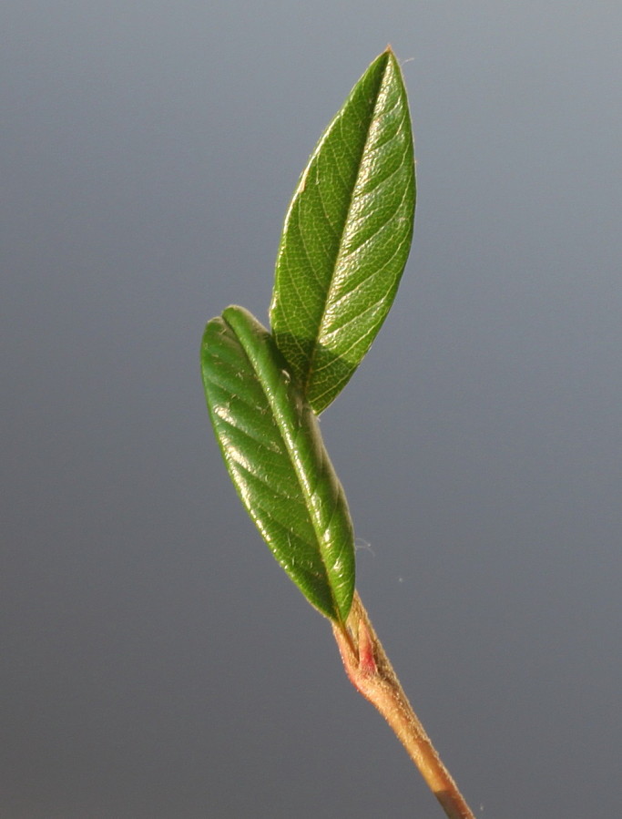 Изображение особи Cotoneaster salicifolius.