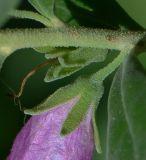 Leucophyllum frutescens. Часть побега и чашечка цветка. Израиль, Шарон, г. Герцлия, в культуре. 04.05.2013.