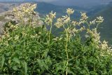 Aconogonon alpinum. Цветущие растения. Крым, ЮЗ склон Демерджи, гора Пахкал-Кая. 7 июня 2013 г.