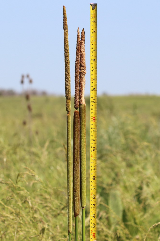 Рогоз сизый (Typha × glauca)