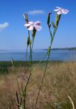 Dianthus pallens. Верхушка цветущего растения. Ростовская обл., Неклиновский р-н, Миусский лиман, окр. хутора Дарагановка, степной склон берега северо-западной экспозиции. 14.08.2012.