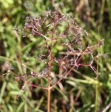 Valeriana transjenisensis. Соплодие. Республика Бурятия, Баунтовский эвенкийский р-н, окр. пос. Северный, долина р. Има, луг. 04.08.2013.