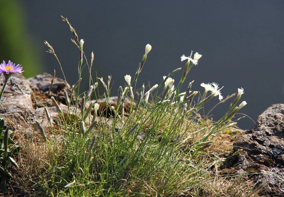 Изображение особи Dianthus acicularis.