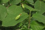 Magnolia sieboldii. Верхушка побега с плодом. Москва, ГБС РАН. 02.07.2014.