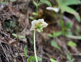 Moneses uniflora. Цветок. Соловецкие острова, остров Большой Соловецкий. 07.07.2014.