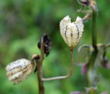 Lilium pilosiusculum. Прошлогодняя засохшая раскрывшаяся коробочка. Иркутская обл., западное побережье Байкала, окр. базы \"Чара\", пойма руч. Хорга 03.07.2014.