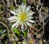 Taraxacum arcticum