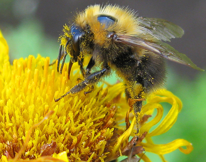 Изображение особи Inula helenium.