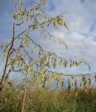 Artemisia santonicum