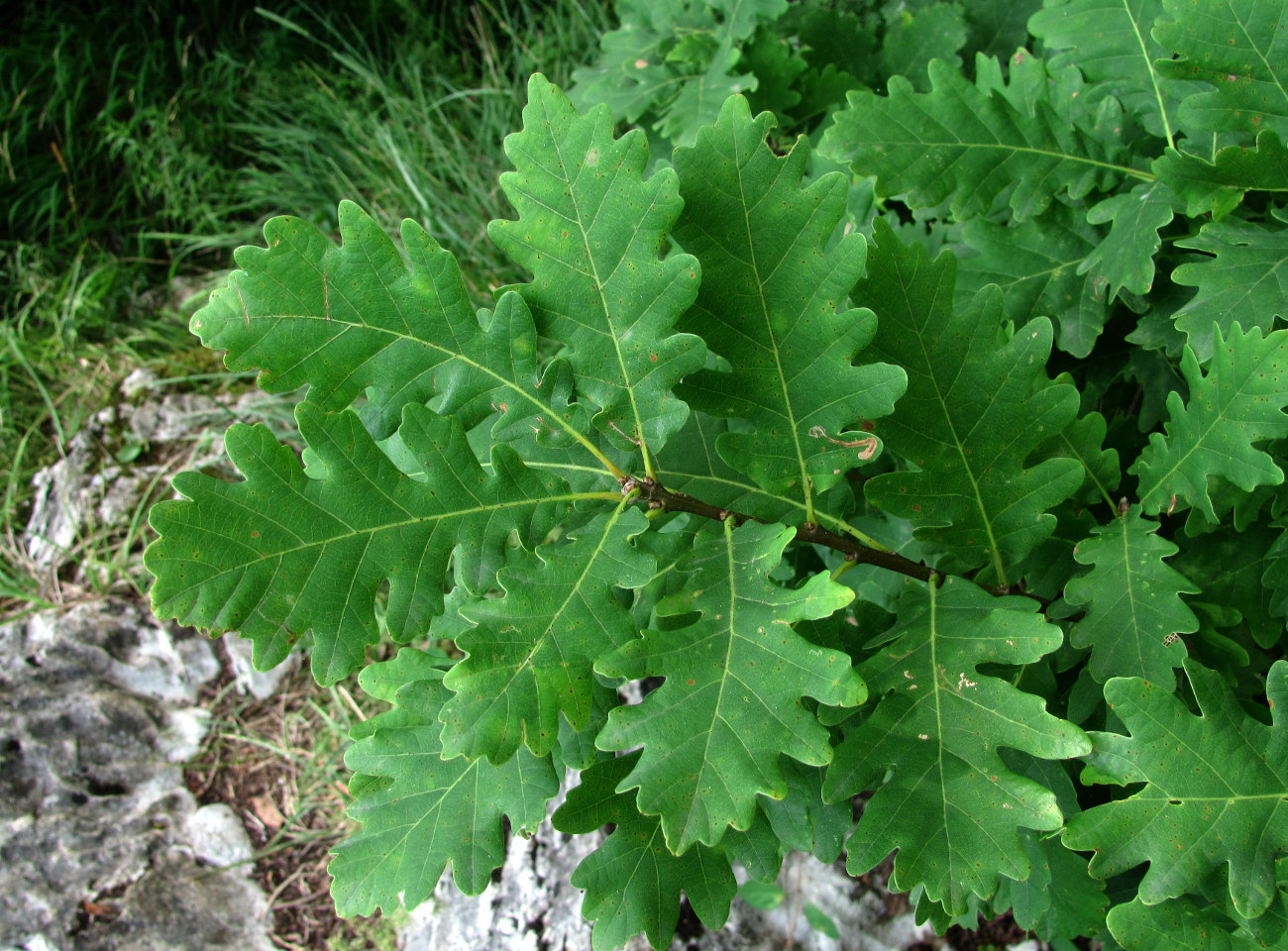 Изображение особи Quercus petraea.