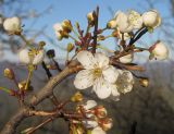 Prunus cerasifera. Верхушка ветви с соцветием. Краснодарский край, м/о г. Геленджик, окр. пос. Возрождение, гора Михайловка, на северном склоне ближе к вершине горы. 25.04.2015.