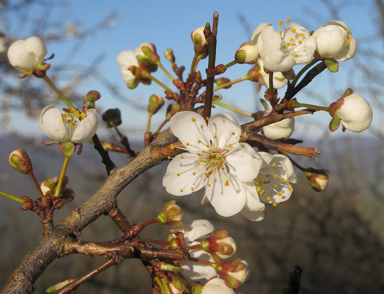 Изображение особи Prunus cerasifera.