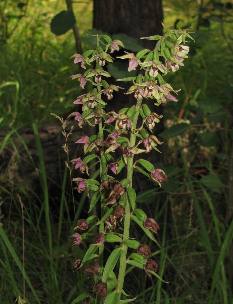 Изображение особи Epipactis helleborine.