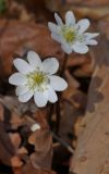 Hepatica asiatica. Цветки. Приморский край, Шкотовский р-н, окр. с. Петровка, падь Чернюкова, дубовый лес. 01.05.2015.