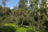 Hakea chordophylla