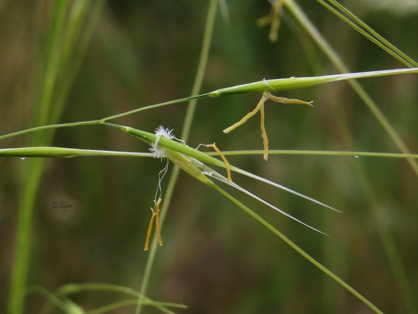 Изображение особи Stipa capillata.