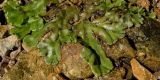 Marchantia polymorpha. Часть вегетирующего растения. Северный Урал, Пермский край, правый берег р. Язьва в р-не Ветлянского Камня. 20 августа 2016 г.