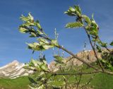 Salix caprea