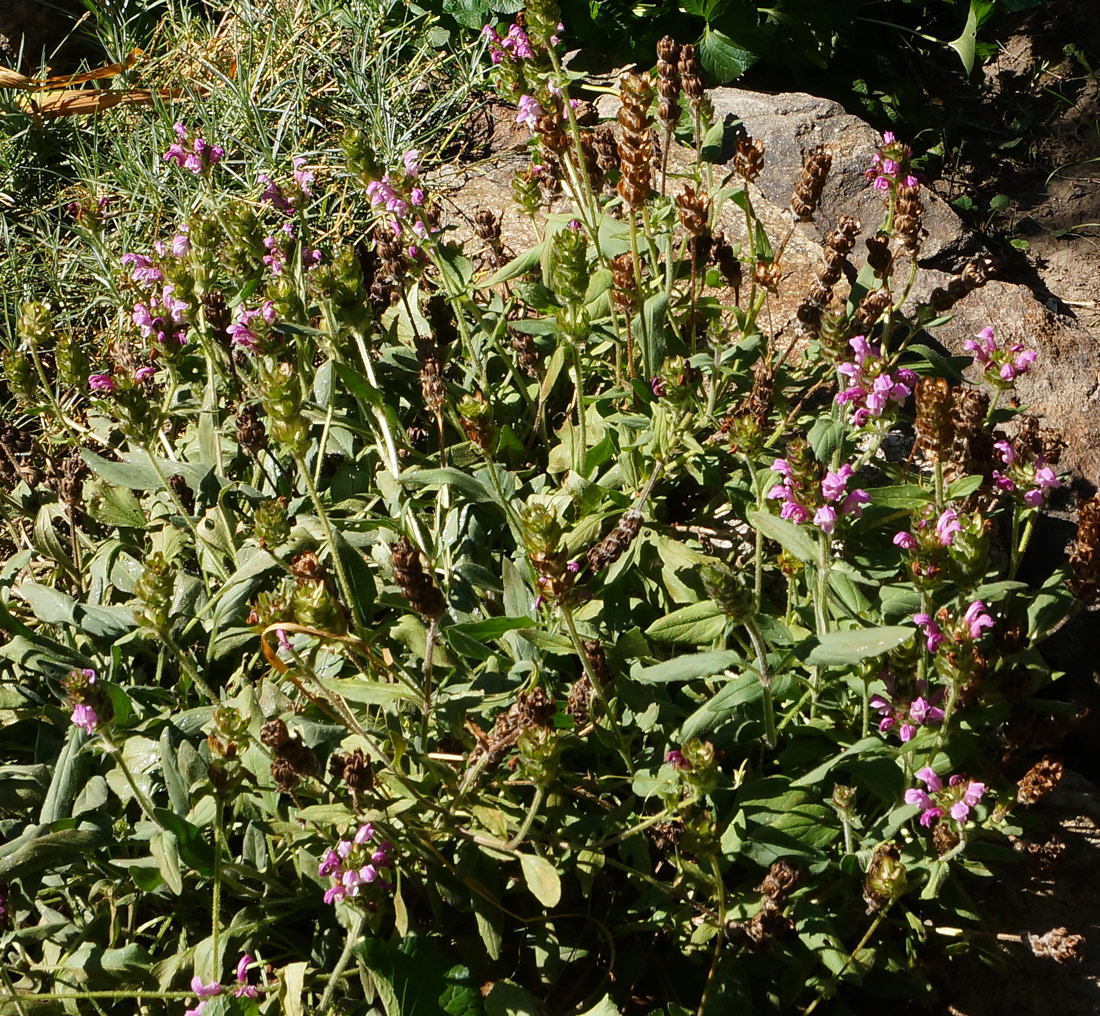 Изображение особи Prunella grandiflora.