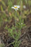 Anthemis ruthenica. Цветущее растение. Ростовская обл., Мясниковский р-н, окр. хут. Мартыново, на границе пойменного луга и ж.-д. насыпи. 09.05.2015.