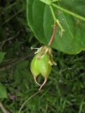 Staphylea pinnata. Завязавшийся плод. Краснодарский край, м/о город-курорт Геленджик, окр. пос. Светлый, щель Церковная, дубовый лес на берегу водохранилища. 6 мая 2017 г.