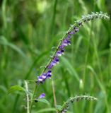 Scutellaria altissima