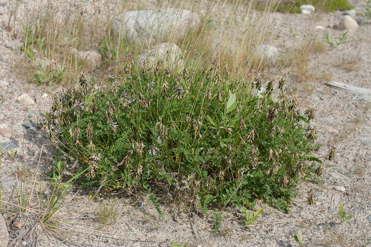 Image of Astragalus subpolaris specimen.