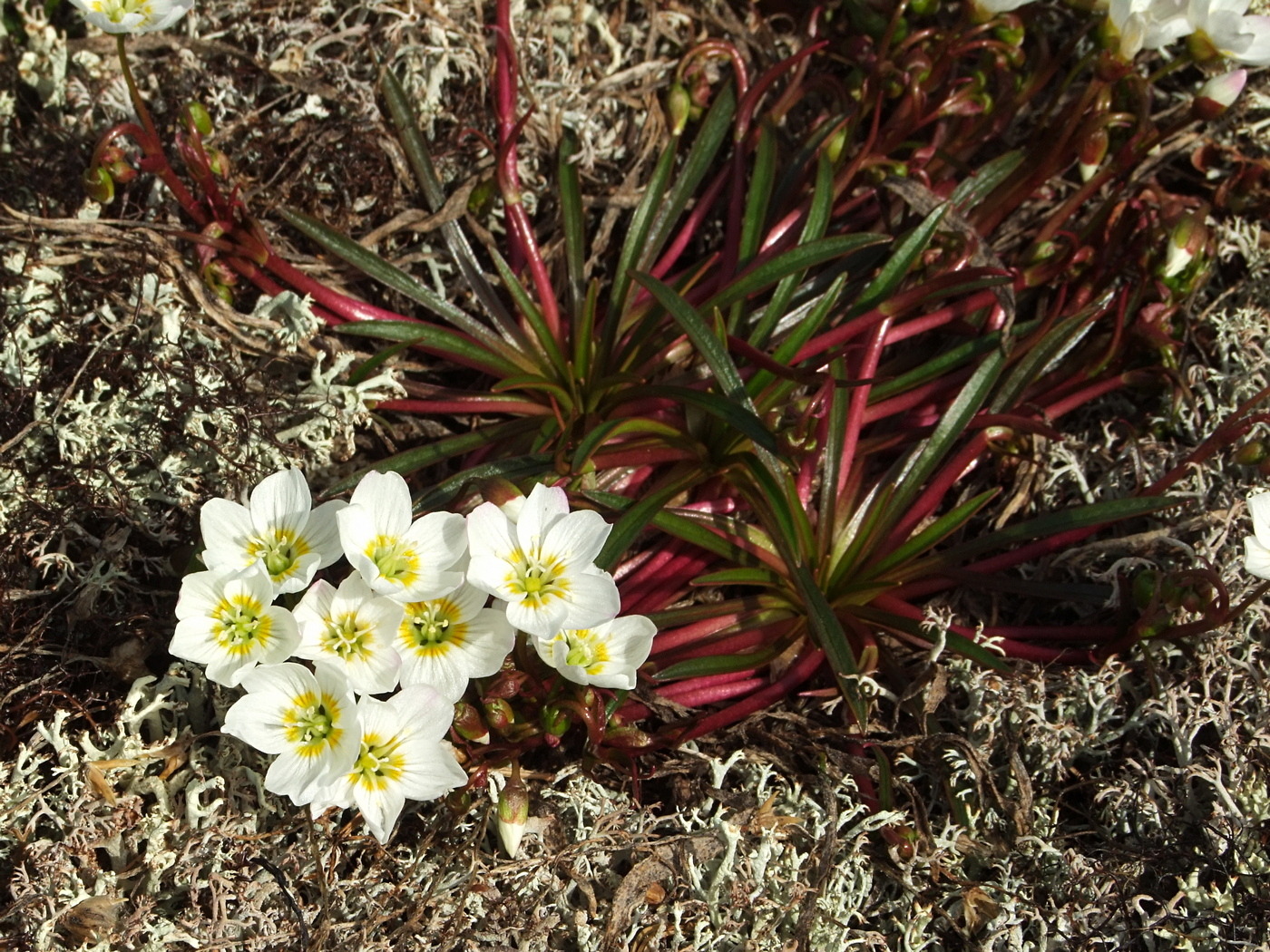 Изображение особи Claytonia soczaviana.