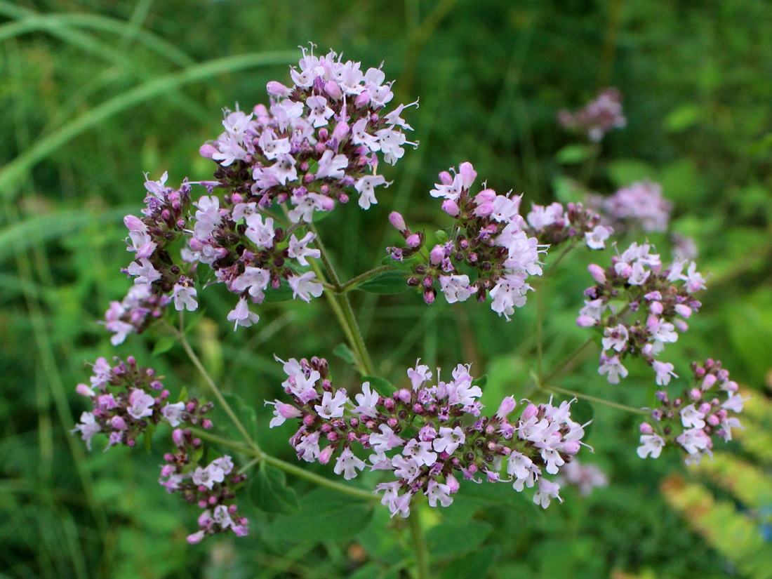 Изображение особи Origanum vulgare.